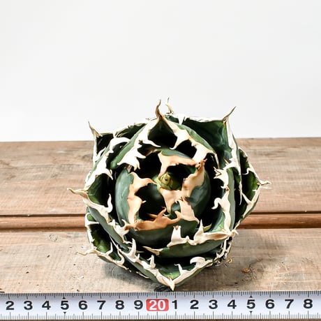 【RAFLUM特選株】アガベ チタノタ “精品白鯨” 【台湾 dragon agave産/抜き苗/中株】F DG2402720(T)
