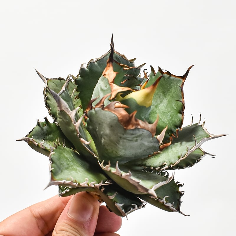 国内実生最高峰】アガベ オテロイ 