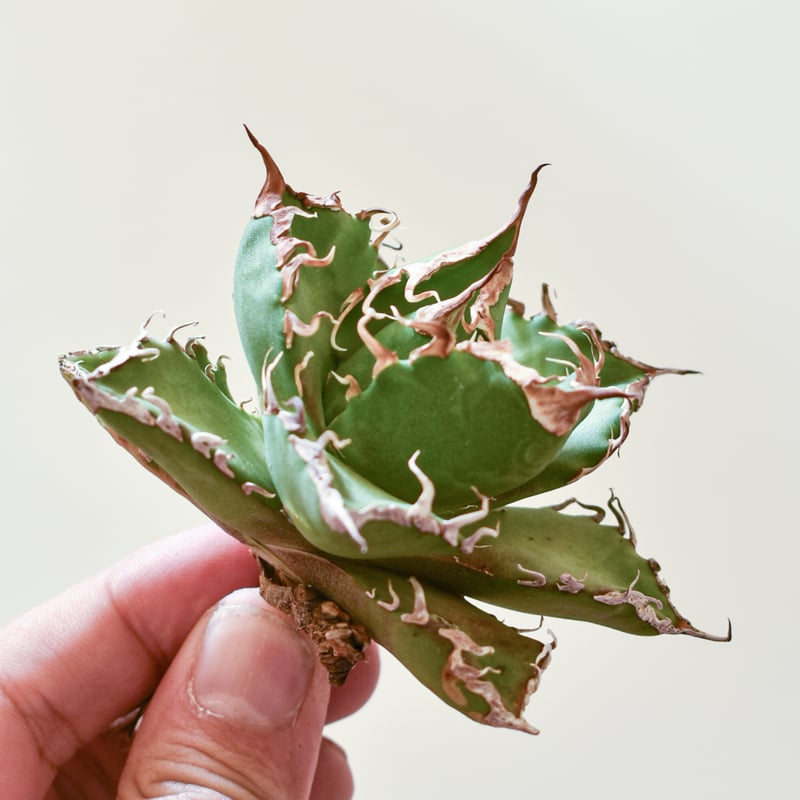 アガベ オテロイ 金剛狼 ウルヴァリン 大株 アガベ オテロイ 金剛狼 ウルヴァリン 大株