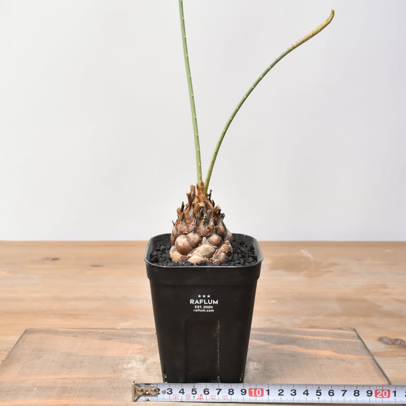 サイカス カイルンシアナ 【実生】RF25011358 | RAFLUM / ラフラム