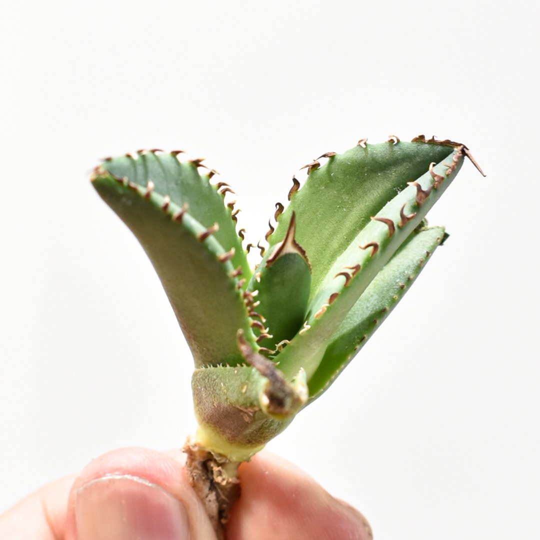 Dennis040 キングアーサー同血統 子株② アガベ チタノタ DENNIS040