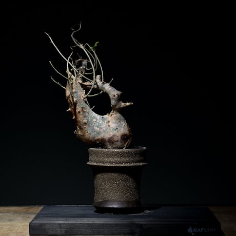 □入手困難 希少 現地球 コミフォラ 1 コミフォラフンベルティ CFB-0001 | ISALO