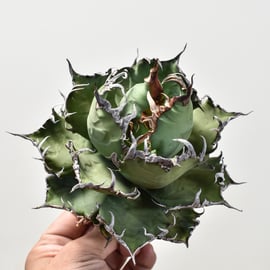 5月12日(日)20:00~】アガベの希少種！大白鯊、毒蛇、担克を販売