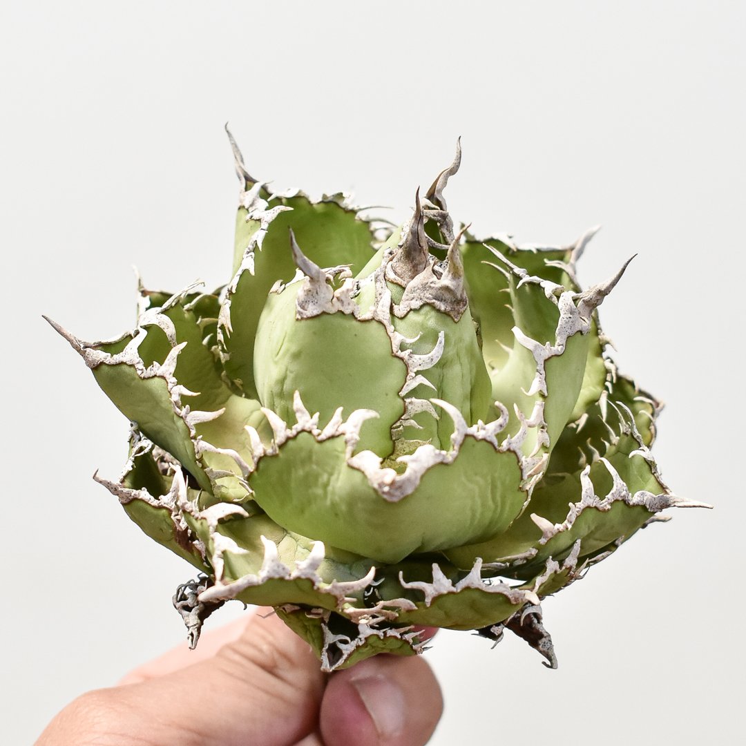 アガベ　フィリグリー　台湾産 フィリグリー（Lize産） 育てやすくて勝手に厳つくなってくれる