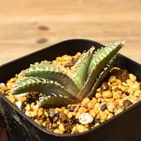 ユーフォルビア オベサ×バリダ 