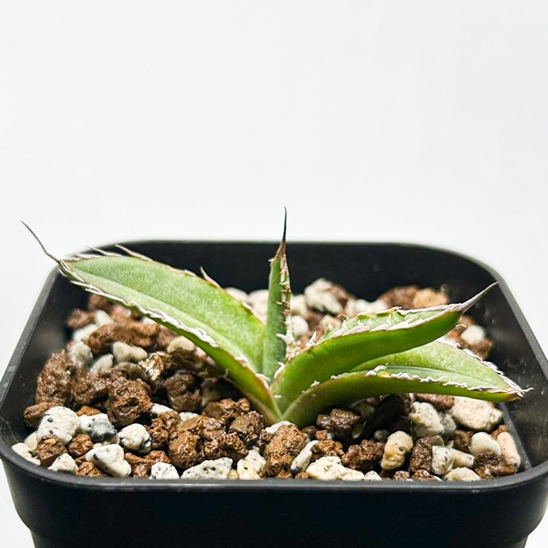 アガベ 2個セット ノーネーム 大白鯊 SAD 魔丸 アガベ 2個セット ノーネーム 大白鯊 SAD 魔丸