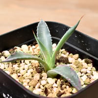 ブーファン ハエマンソイデス 