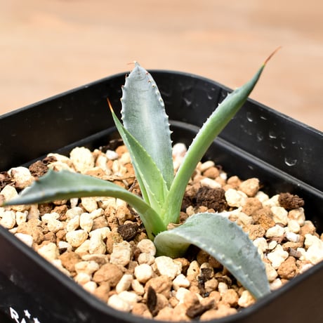 SALE | RAFLUM / ラフラム｜東京、大阪の塊根植物（コーデックス