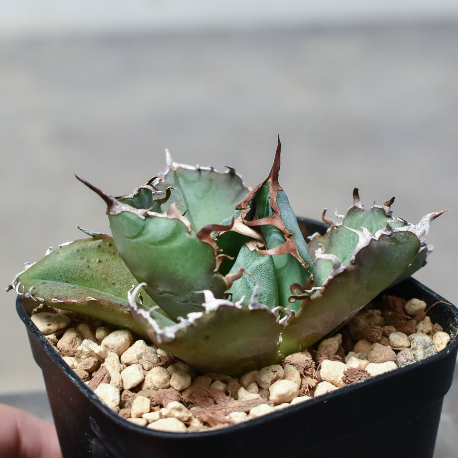 アガベ チタノタ バサラ BASARA 伐折羅OSP産