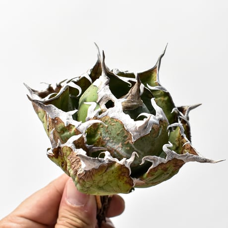 CATEGORY アガベ | RAFLUM / ラフラム｜東京、大阪の塊根植物