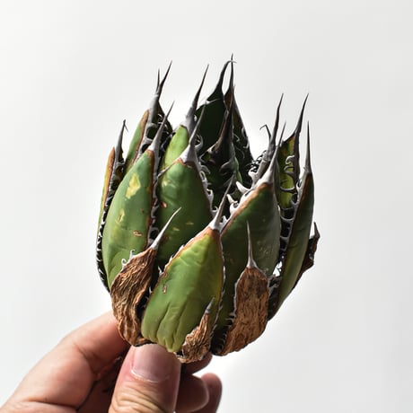 アガベ 精品ホリダ "精品狂刺霍利達"【台湾 dragon agave産/中株/抜き苗】A93