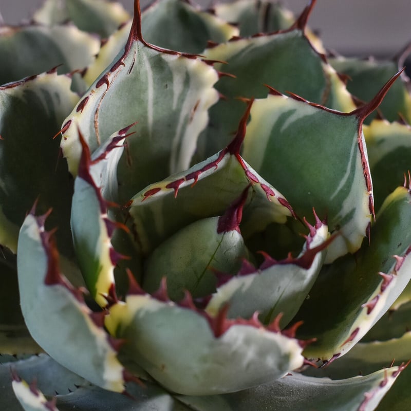 アガベ ポタトラム デザートダイヤモンド（抜き苗販売）【良血統の