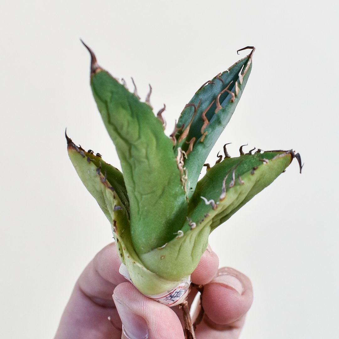 アガベ チタノタ 白妖 縞斑 子株出品 【公式通販】