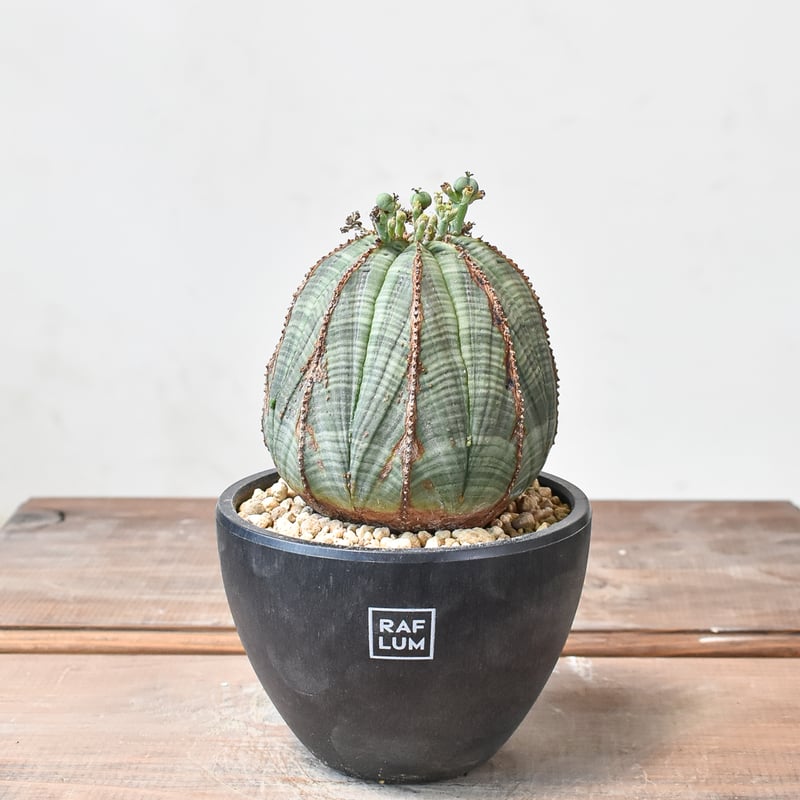 ユーフォルビア オベサ 【発根済み】HK2402398 (T) | RAFLUM / ラフラ