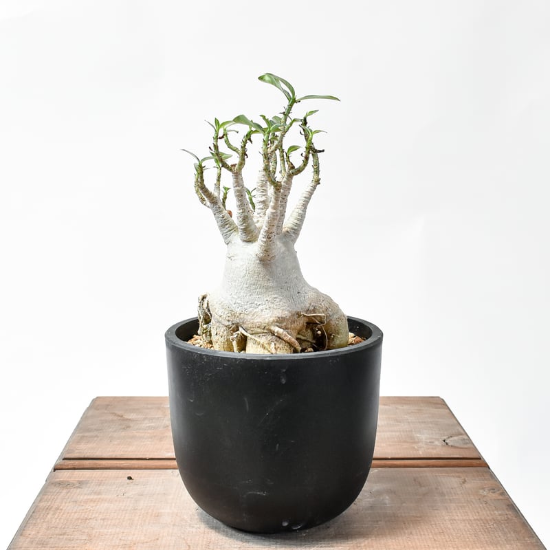 週末値下げ　アデニウム　アラビカム　タイ産 アデニウム アラビカム【発根済み】HK2401358(T) | RAFLUM