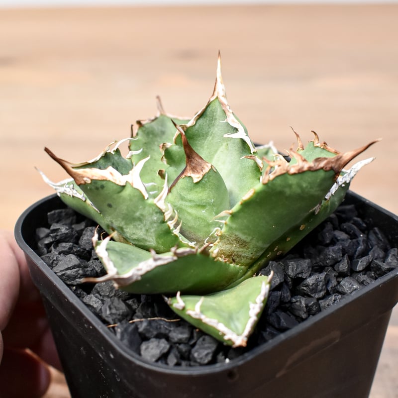 アガベ チタノタ ゼウス 