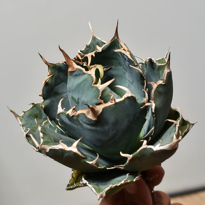 アガベ チタノタ 