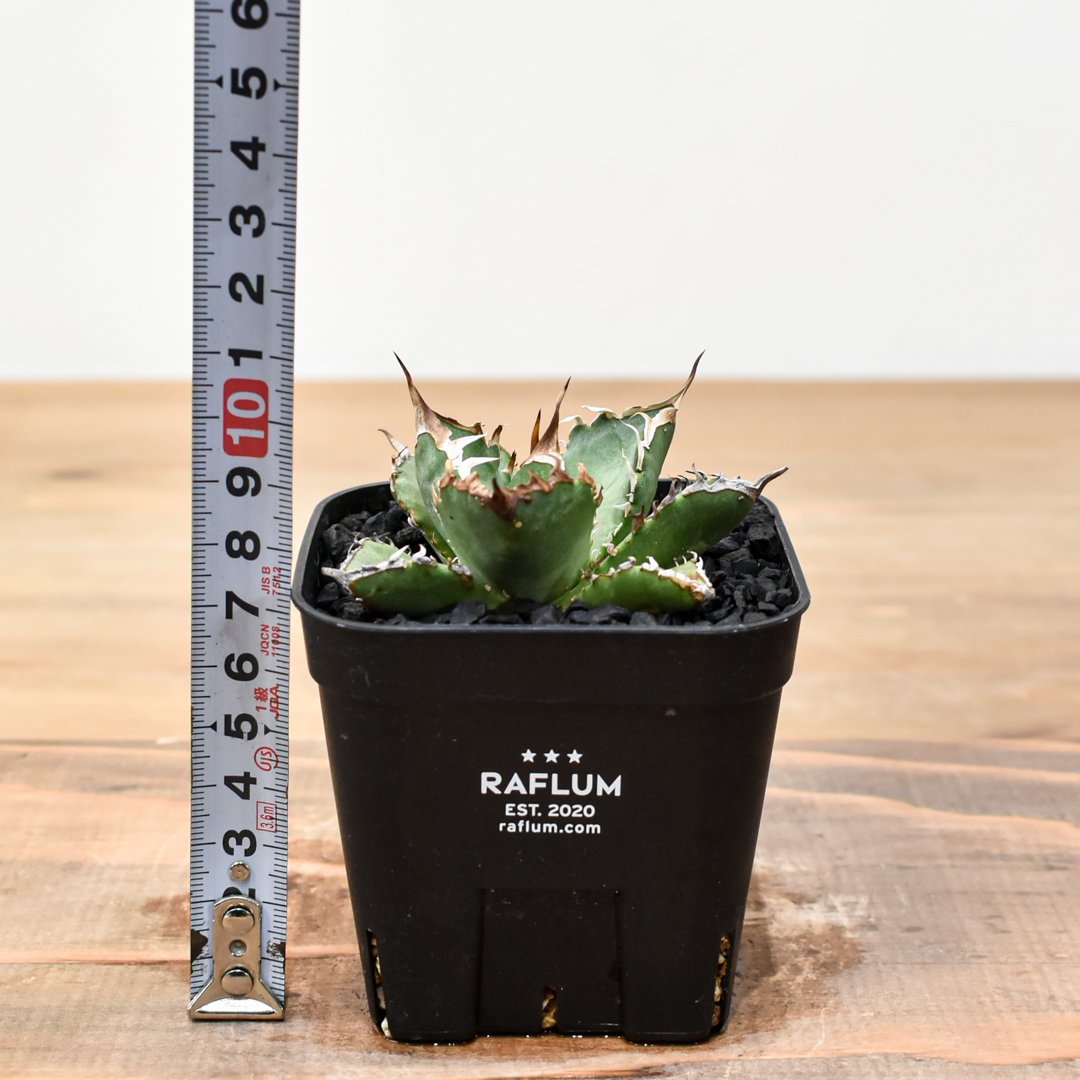 アガベ チタノタ ゼウス 