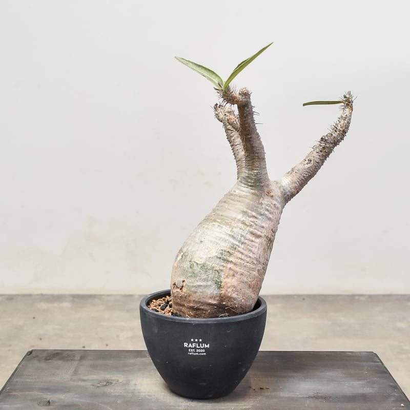 パキポディウム グラキリス (発根済み) RF231202 | RAFLUM