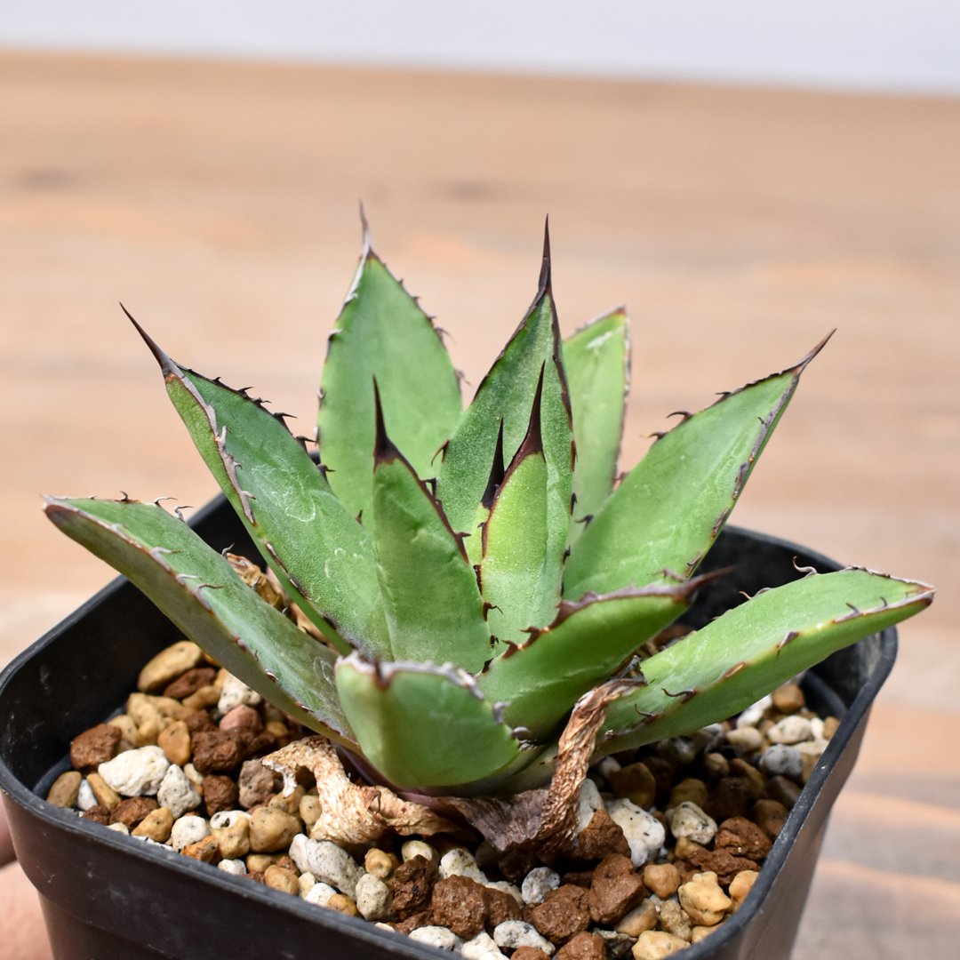 アガベ Dennis hybrid 甲蟹X笹之雪 【台湾DENNIS産/実生】DN25010