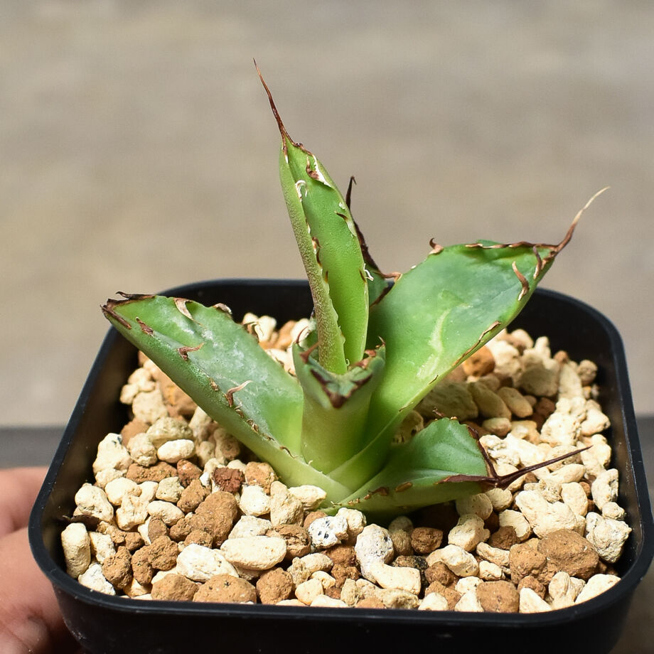 多肉植物 アガベ チタノタ ハデス 抜苗agave titanotahades ...