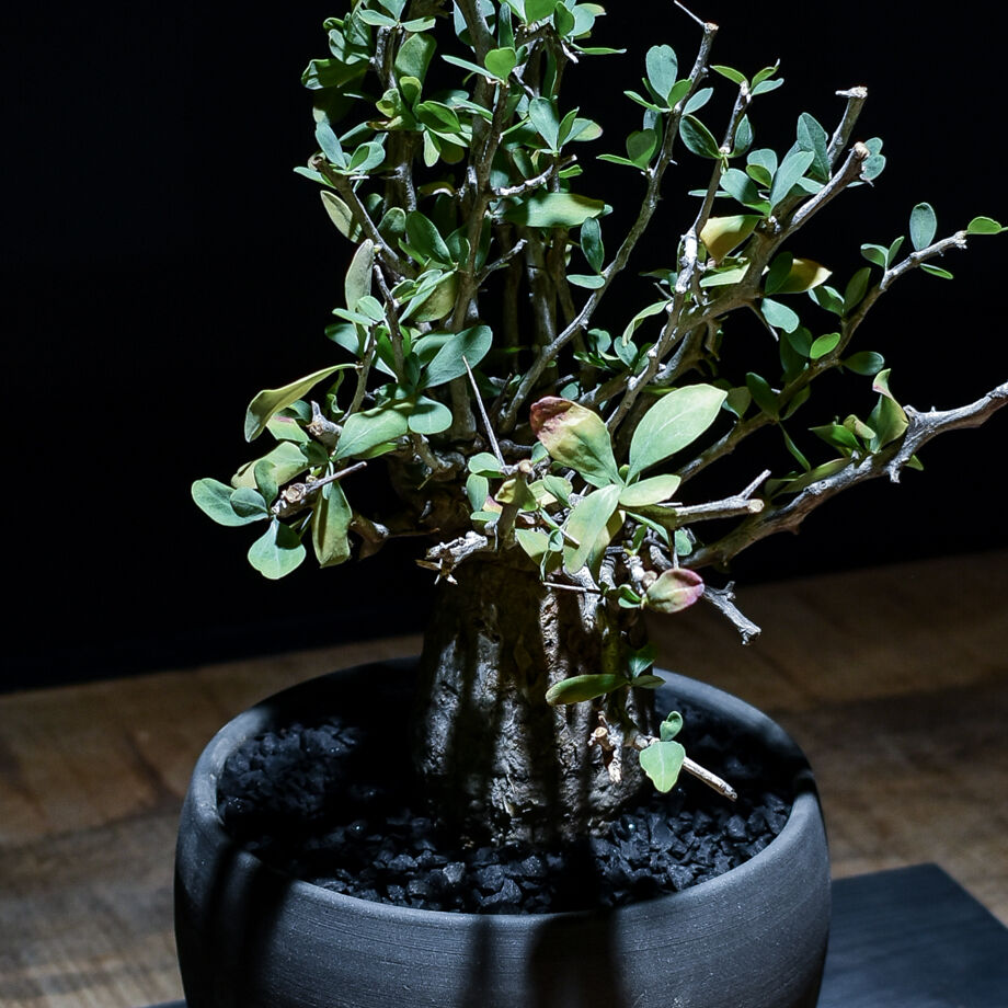 発根済　フォークイエリア　コルムナリス　観峰玉 フォークイエリア コルムナリス 