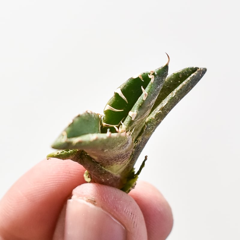 アガベ チタノタ 