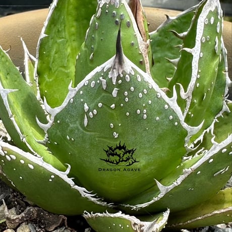 アガベ  "グリーンブル"/ "緑牛" 【台湾 dragon agave産/発根済み/子株】H DGC2410018(T)
