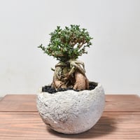 トリコディアデマ ブルボスム "姫紅小松" 【長谷川園芸産 / 実生】I RF232141