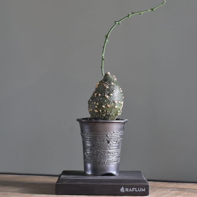 アデニア グロボーサ【塊根部が大きくゴツゴツした人気の優良株