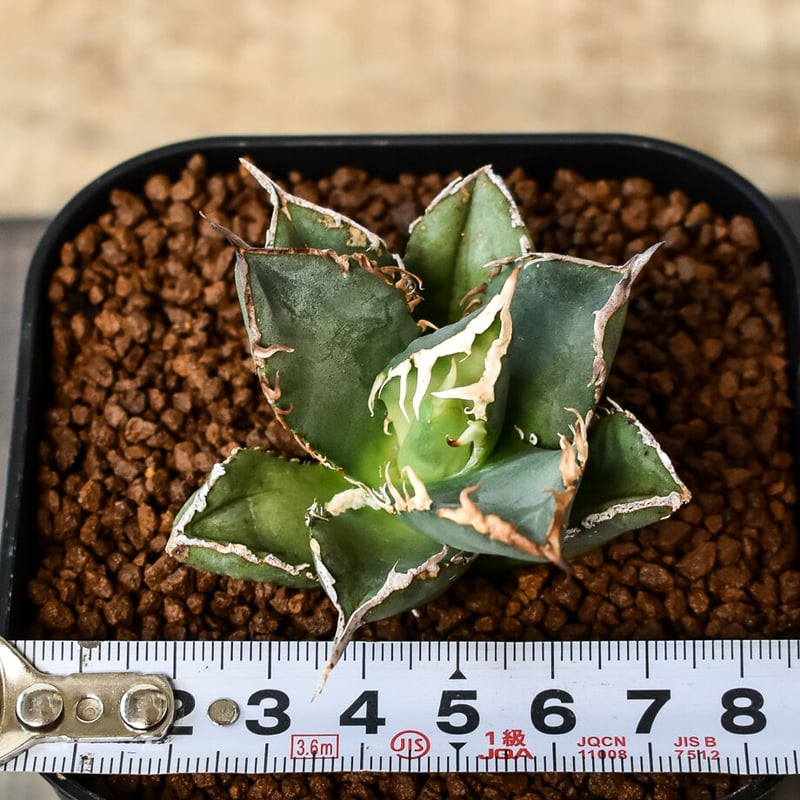 アガベ チタノタ 