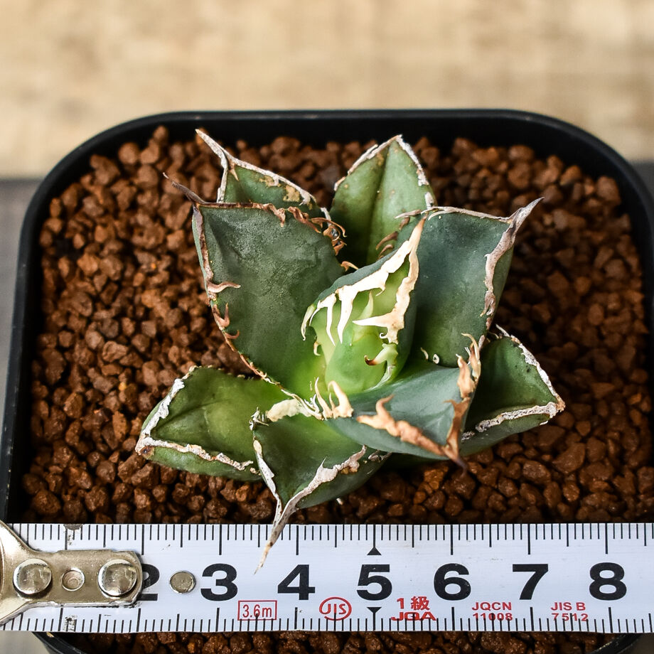 アガベ チタノタ 