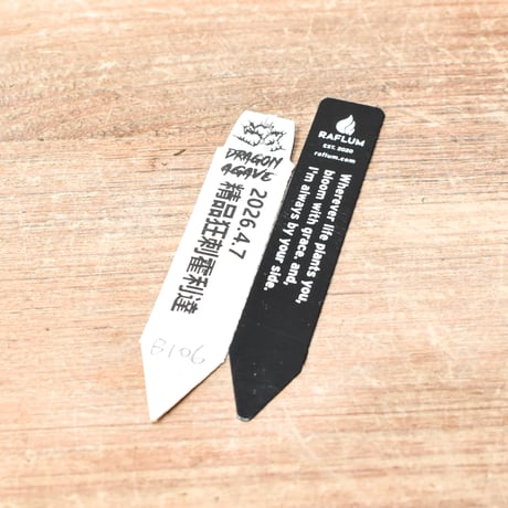 アガベ 精品ホリダ "精品狂刺霍利達"【台湾 dragon agave産/中株/抜き苗】B106