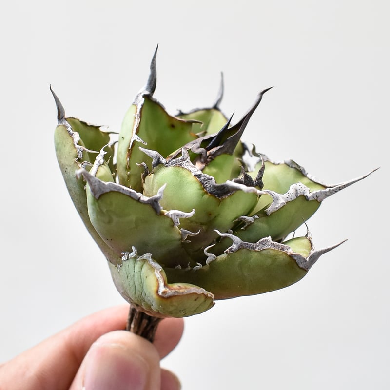 アガベ チタノタ 