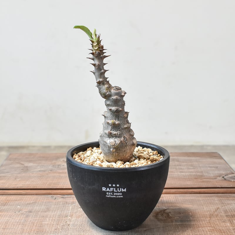 パキポディウム ウィンゾリー 実生苗