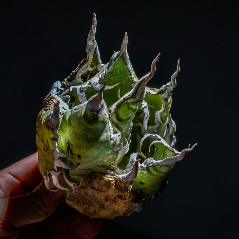 アガベ オアハカ 