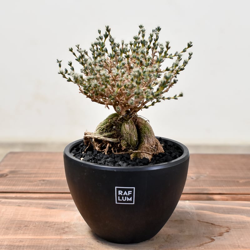 トリコディアデマ ブルボスム 