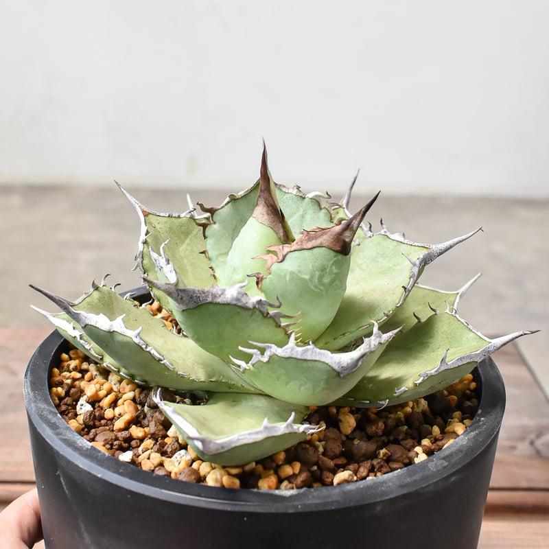 アガベ 巨獣（子株付き） アガベ チタノタ 巨獣 【台湾 dragon agave産/発根済み/中株】DG2401193