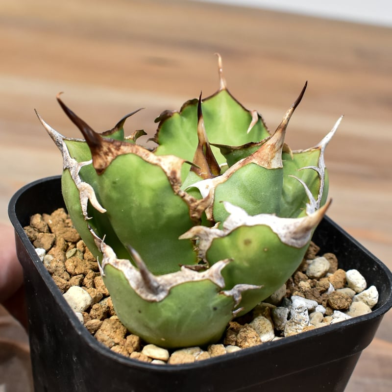 アガベ チタノタ 