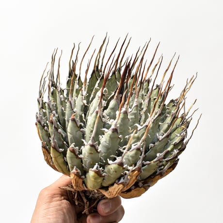 アガベユタエンシスエボリスピナ | STORES