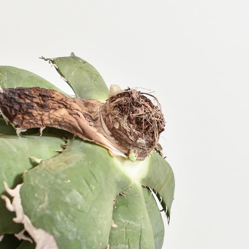 アガベ チタノタ アガベ チタノタ