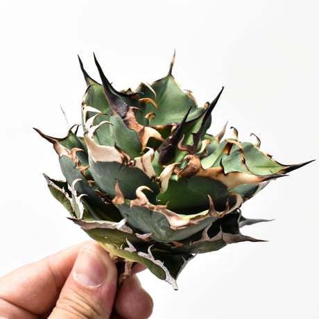 アガベチタノタハデス | STORES