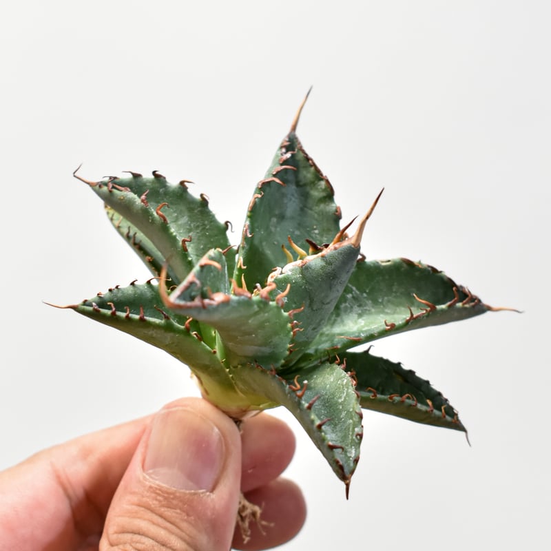 ユタエンシス エボリスピナ×ブラックアンドブルー【カリフォルニア産