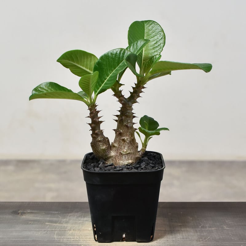 パキポディウム ウィンゾリー （実生）RF231540 | RAFLUM