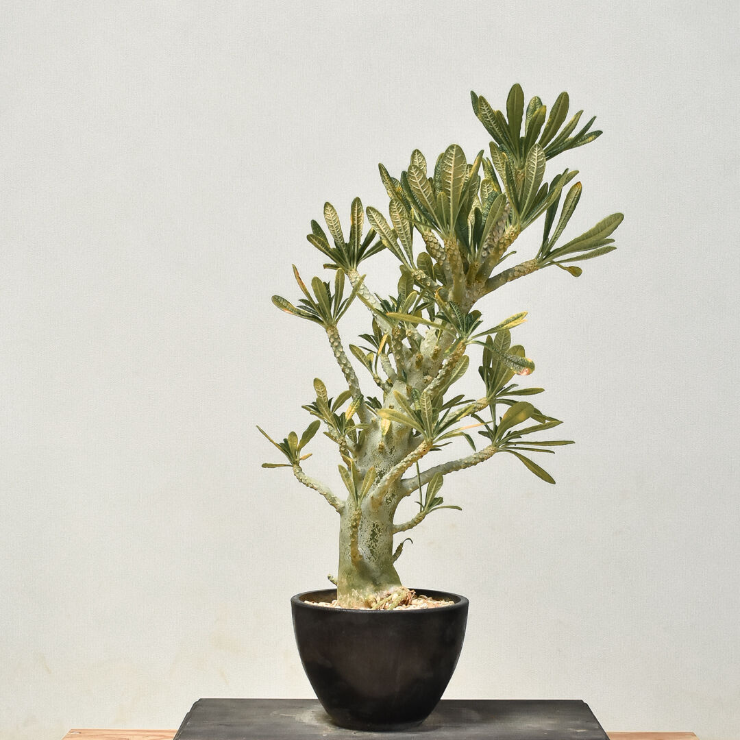 ドルステニア ギガス ドルステニア ギガス | GREEN LUCK