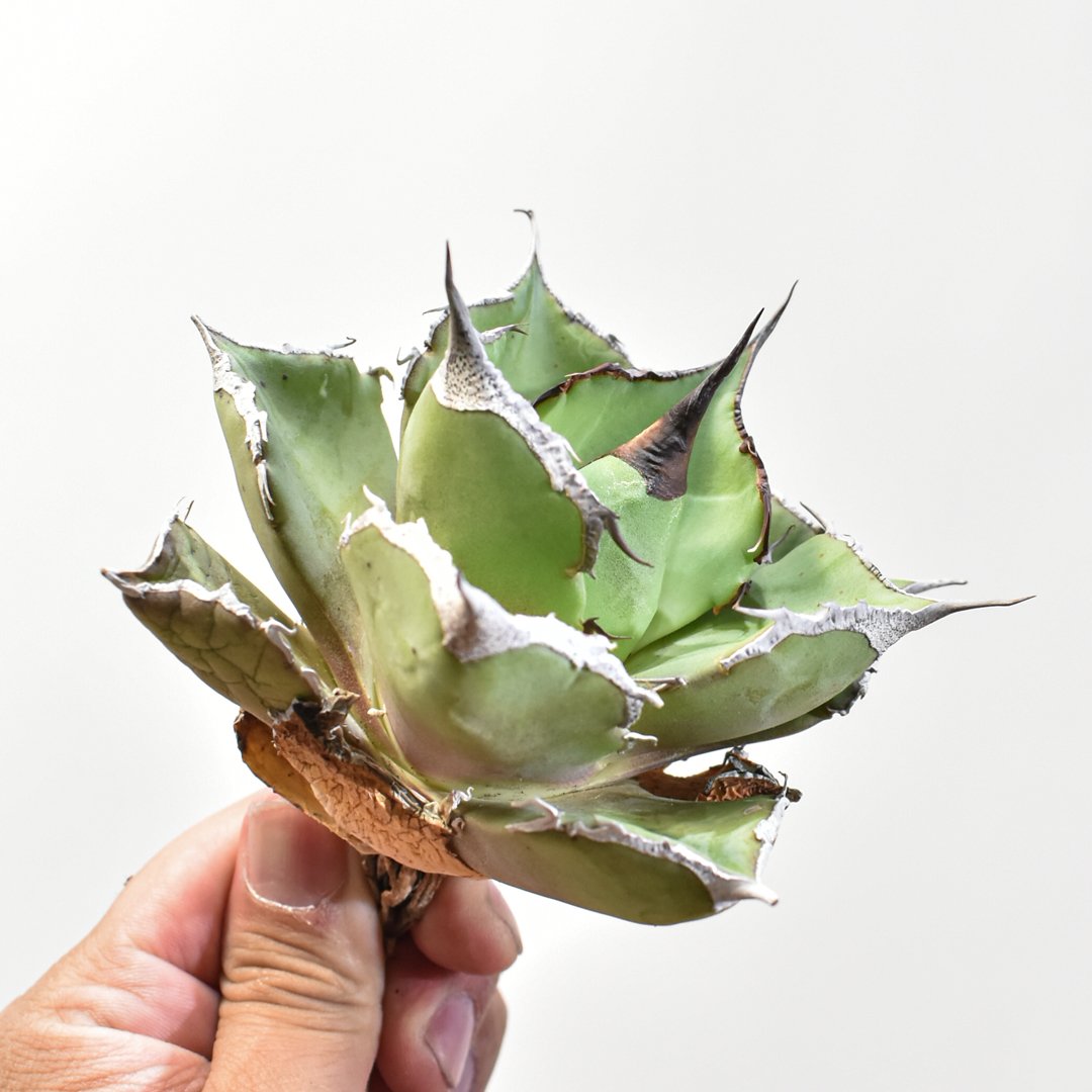 アガベ チタノタ 