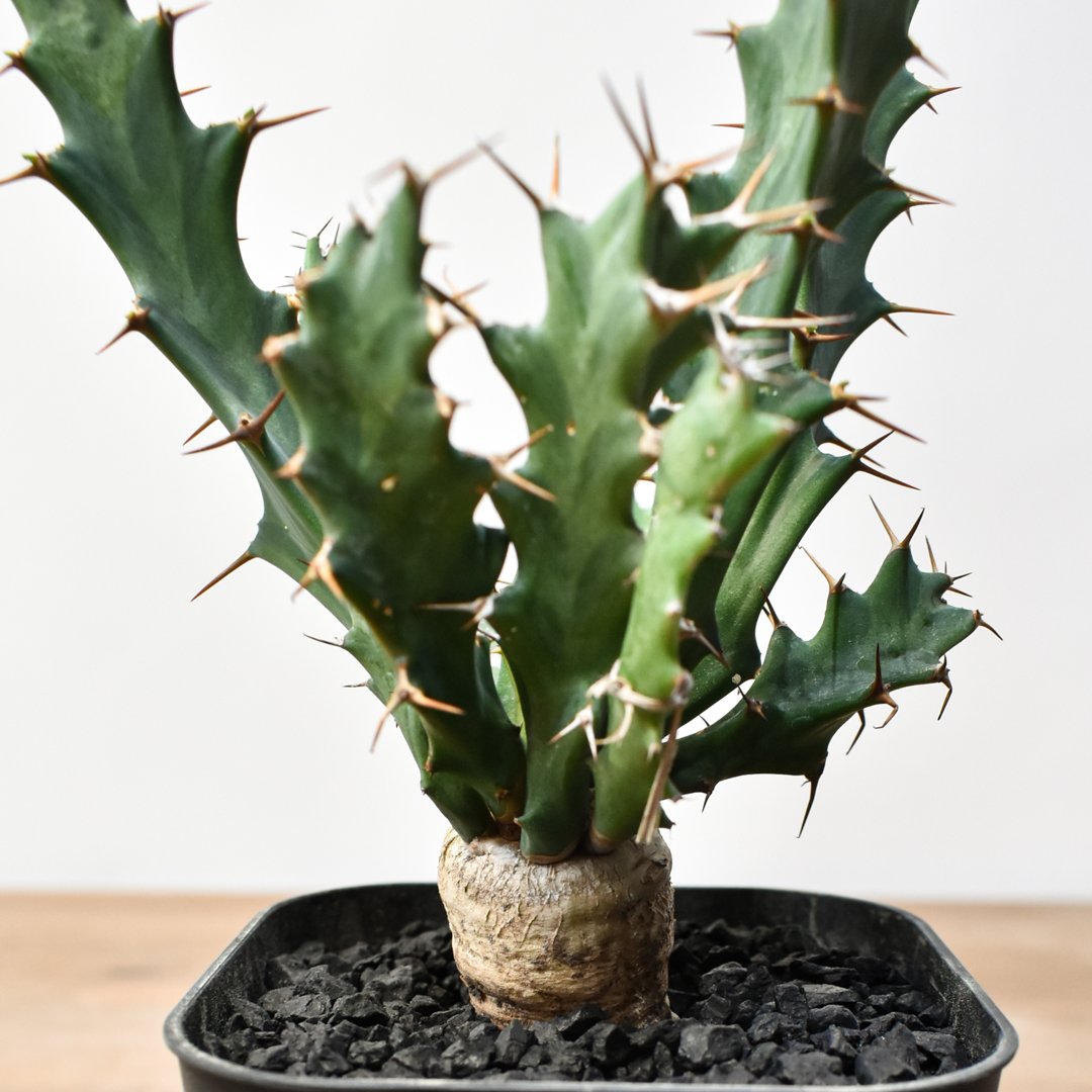 ユーフォルビア クラビゲラ 【実生】 RFHK25011505 | RAFLUM / ラフラム