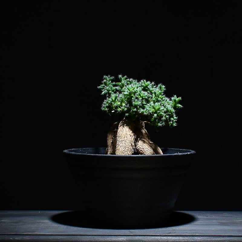 トリコディアデマ ブルボスム 姫紅小松 RF230082 | RAFLUM / ラフラム