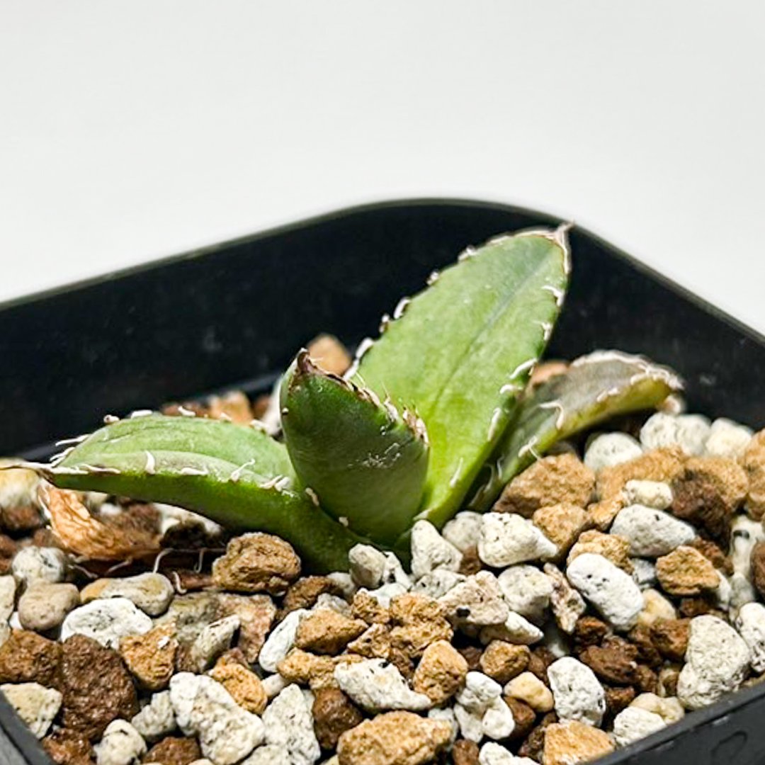 アガベ チタノタ 