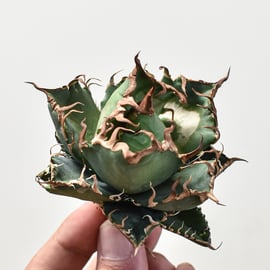 5月12日(日)20:00~】アガベの希少種！大白鯊、毒蛇、担克を販売